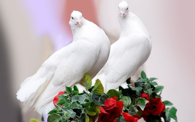 白い小鳥の画像待ち受けで結婚相手に巡り合える
